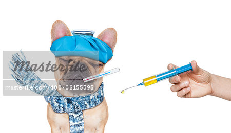 french bulldog dog  with  headache and hangover with ice bag or ice pack on head,thermometer in mouth with high fever, eyes closed suffering ,syringe on its way,  isolated on white background