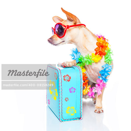 chihuahua dog with bags and luggage or baggage, ready for summer vacation holidays , looking to the side , empty space, isolated on white background