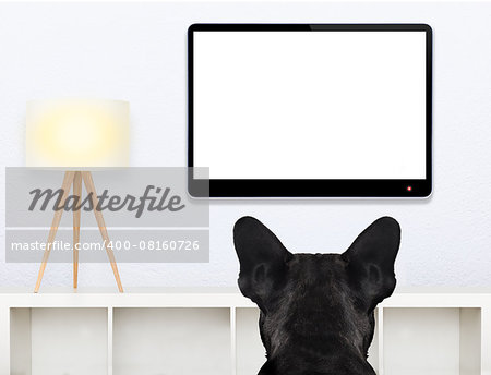 french bulldog dog in front of a blank and empty tv television or pc computer screen, and watching , in his living room