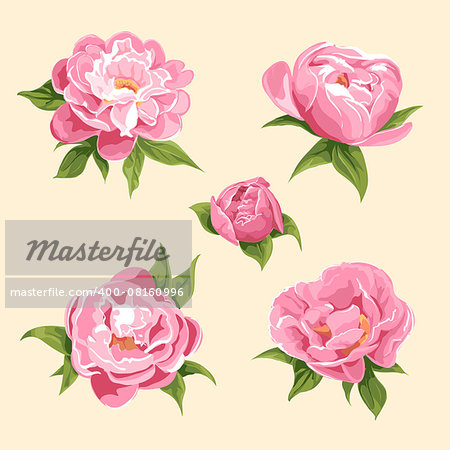 floral background of bright peonies