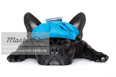 french bulldog dog very sick with ice pack or bag on head, eyes closed and suffering isolated on white background