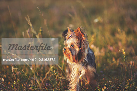 Puppy yorkshire terrier outdoor with bow-tie on head in sunset light.