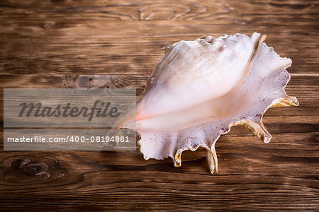 Sea shell isolated on wooden background