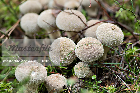 Detail of the starfish fungus - gemmed puffball