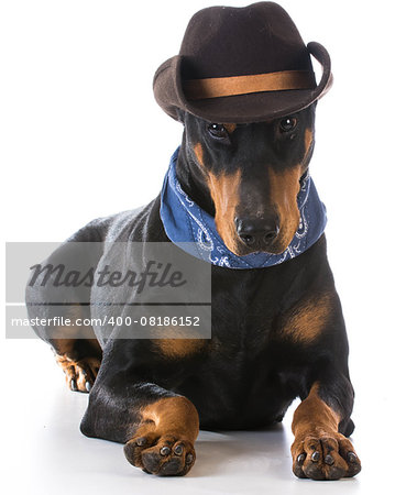 country dog - doberman pinscher dressed up with cowboy hat and bandanna on white background