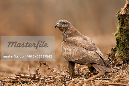 Photo of common buzzard standing on the ground in forest clearing