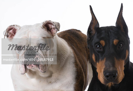 two dogs - bulldog and doberman together on white background