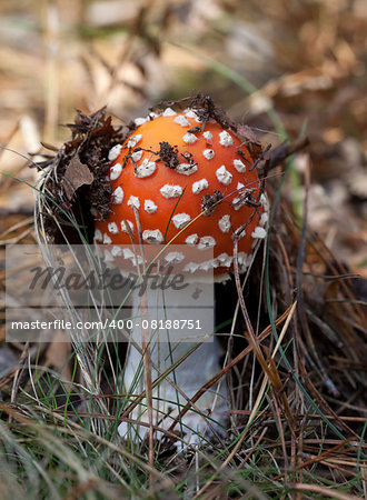 Red amanita muscaria mushroom in forest. Close-up view.
