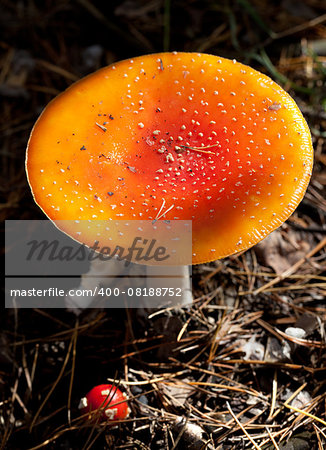 Amanita muscaria mushroom in dark forest at sun day. Selective focus.