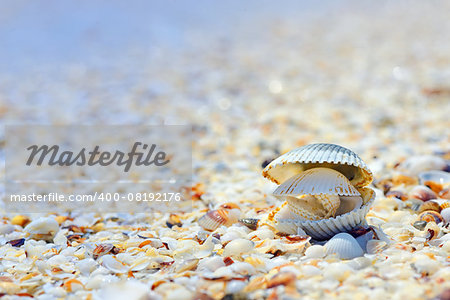 open shells on beach in summer time