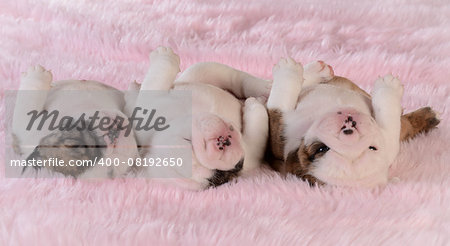 sleeping puppies - three bulldog puppies in a row on pink background - three weeks old