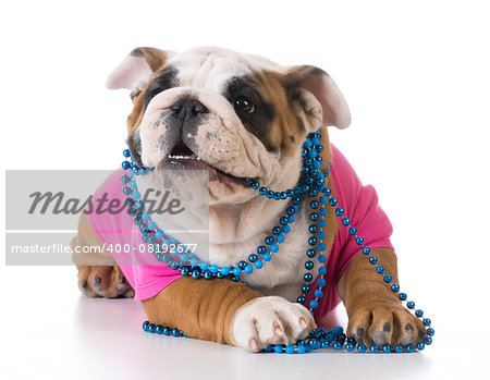 female puppy - bulldog wearing pink shirt and blue necklace on white background