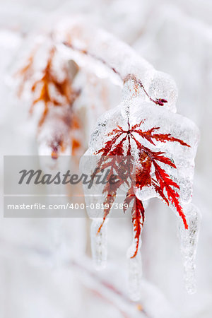 Tree leaf covered in ice and icicles during winter