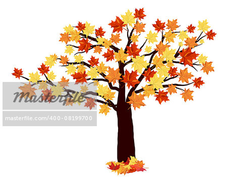 Autumn Maple Tree With Falling Leaves on White Background. Elegant Design with Ideal Balanced Colors. Vector Illustration.