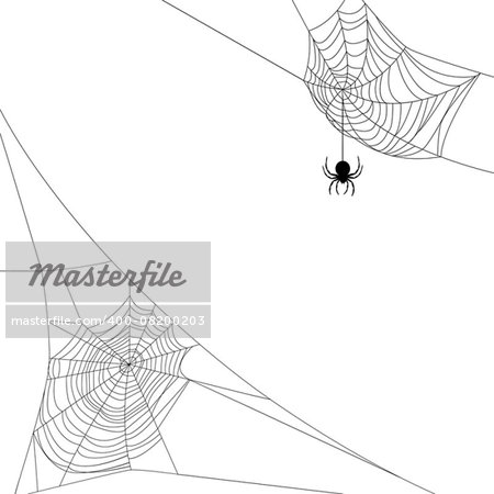 Background with two spider webs isolated on white