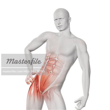 3D render of a male medical figure with partial muscle map