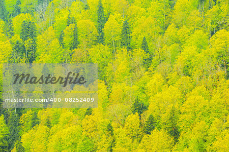 Colorful background of the deep mountain forest.