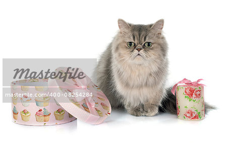 persian cat in front of white background