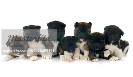 american akita puppies in front of white background