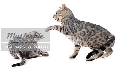 fighting bengal cats in front of white background