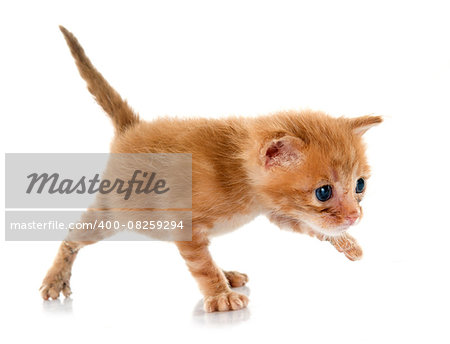 young kitten in front of white background