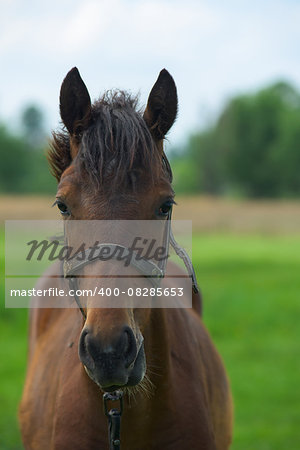 Portrait of a horse on nature