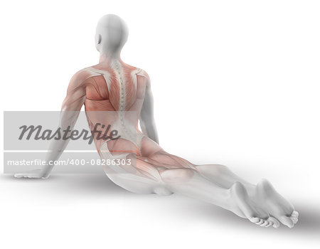 3D male medical figure with partial muscle map in yoga pose