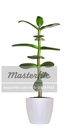 green Crassula plant in flowerpot isolated on white