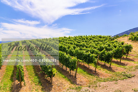 Photo of vineyards alley at hot summer day.