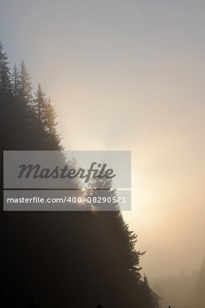 Foggy morning summer landscape with fir tree