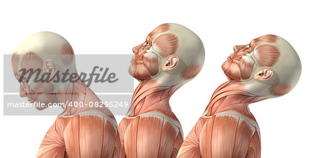 3D render of a medical figure showing cervical flexion, extension and hyperextension