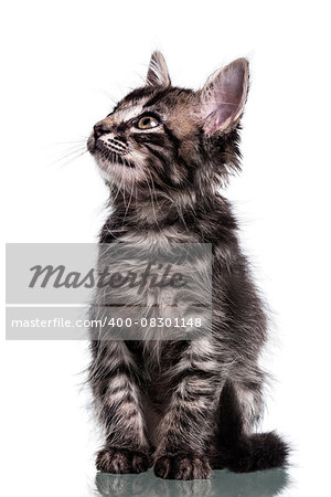 Studio photo of a two months old furry striped kitten looking up, isolated on white.