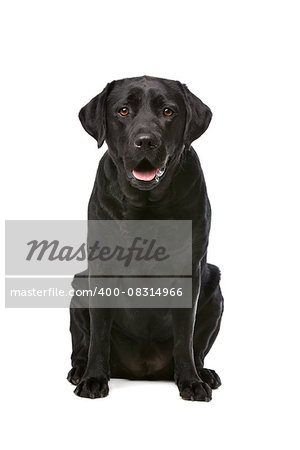 Black Labrador in front of a white background