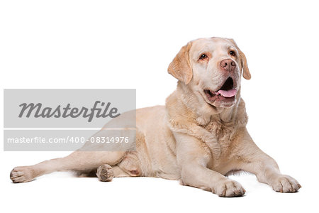 Labrador dog in front of a white background
