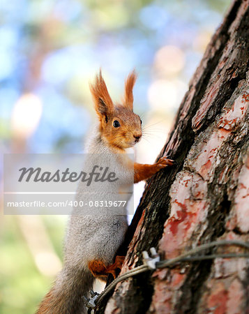 Beautiful portrait of a squirrel is photographed close-up