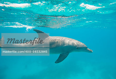 Wild bottlenose dolphin, Tursiops truncatus swimming underwater in a sandy lagoon