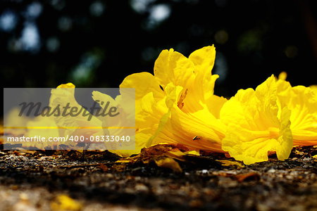 Yellow tabebuia, Trumpet flower on the ground