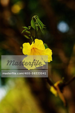 Yellow tabebuia, Trumpet flower in blurred background