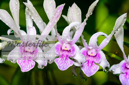 Dendrobium orchid hybrids is white with pink stripes in Thailand