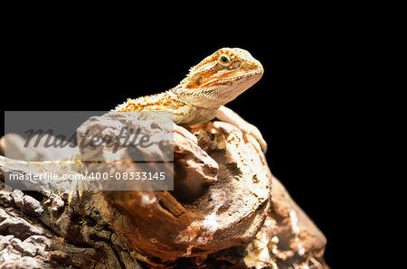 Bearded dragon or Pogona vitticeps is a genus of reptiles isolated on black background