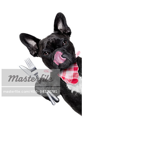 hungry french bulldog dog with tableware or utensils ready to eat dinner or lunch , behind white blank banner or placard, tongue sticking out , isolated on white background