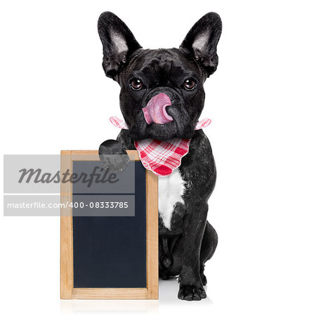 hungry french bulldog dog  ready to eat dinner or lunch , holding a blank blackboard or placard, tongue sticking out , isolated on white background