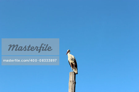 stork standing on the telegraph-pole on the background of the blue sky