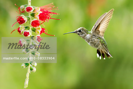 Hummingbird (archilochus colubris) in flight with tropical flower over green background