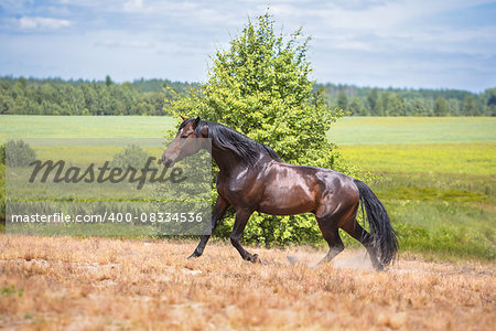Brown horse run in the field