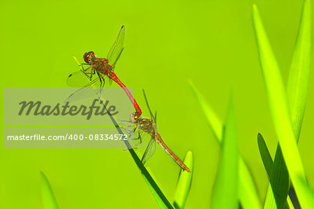 two dragonflies sit on the green leaves on the green background