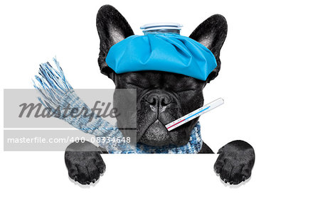 french bulldog dog  with  headache and hangover with ice bag or ice pack on head, eyes closed suffering , isolated on white background, behind white blank banner or placard