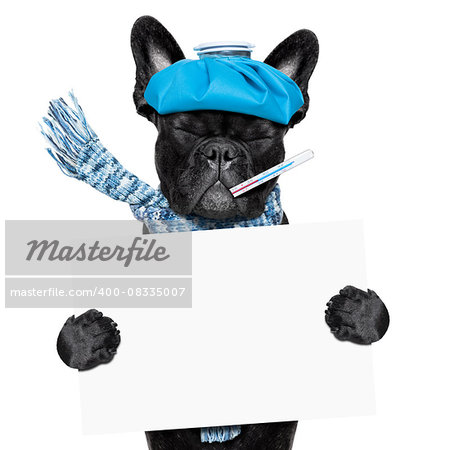 french bulldog dog  with  headache and hangover with ice bag or ice pack on head, eyes closed suffering , holding a blank banner or placard, isolated on white background