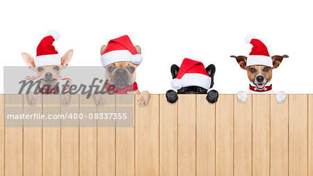 row and group of santa claus dogs, for christmas holidays, behind a wall, banner or placard, wearing a red hat  , isolated on white background