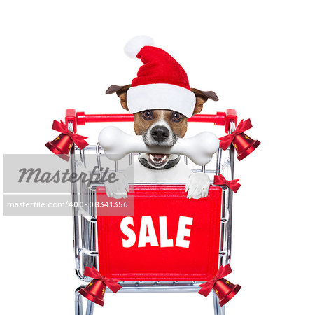 santa claus dog in a shopping cart at christmas holidays, behind placard or banner , isolated on white background